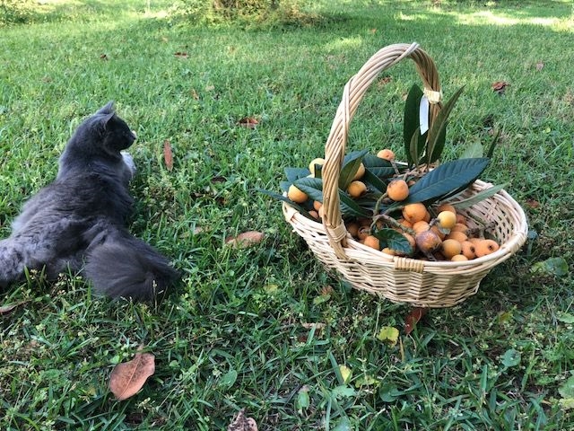 Dining With Mimi Mascot, Mennu  laying on grass beside a basket of freshly picked loquats www.diningwithmimi.com