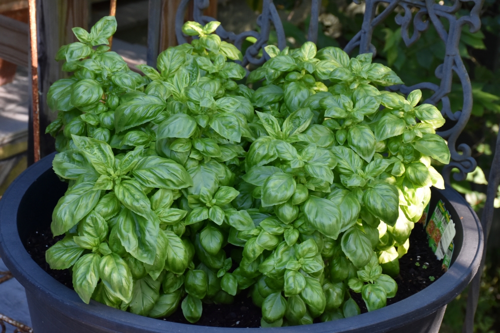 Mimi’s Outsider Chef Culinary Herb Tips- Basil